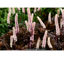 CIMICIFUGA simplex 'Brunette' CIMICIFUGA simplex 'Brunette'