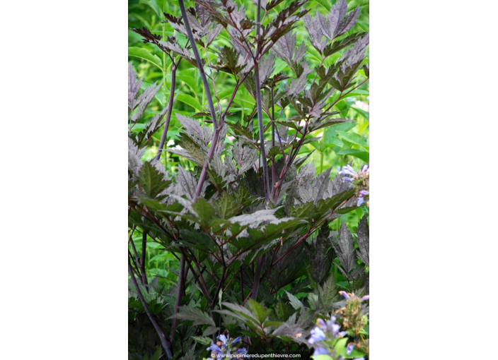 CIMICIFUGA simplex 'Brunette' CIMICIFUGA simplex 'Brunette'