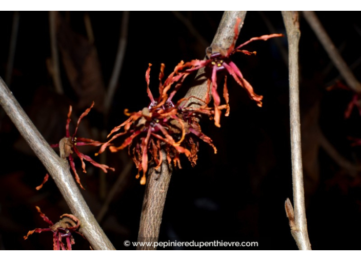 HAMAMELIS x intermedia 'Feuerzauber'