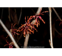 HAMAMELIS x intermedia 'Feuerzauber'