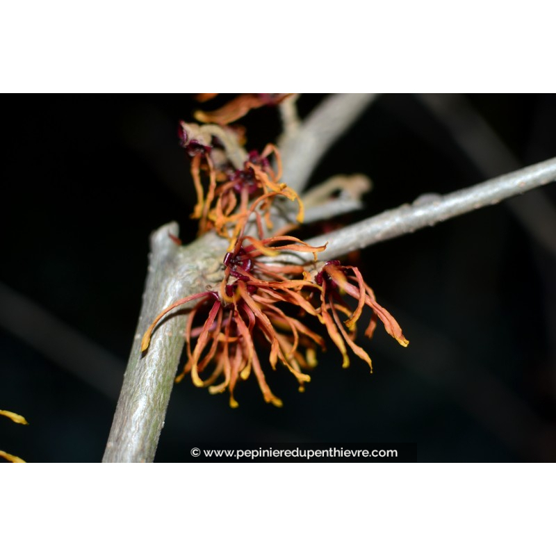 HAMAMELIS x intermedia 'Jelena'