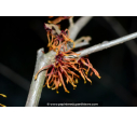 HAMAMELIS x intermedia 'Jelena'