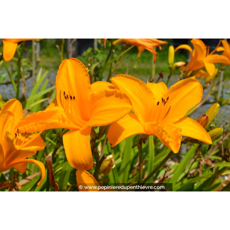HEMEROCALLIS 'Burning Daylight'