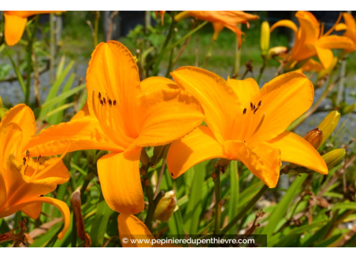 HEMEROCALLIS 'Burning Daylight' HEMEROCALLIS 'Burning Daylight'