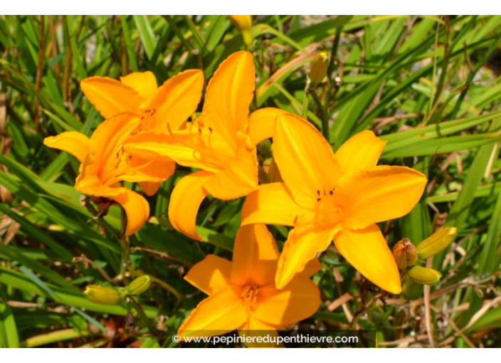 HEMEROCALLIS 'Burning Daylight' HEMEROCALLIS 'Burning Daylight'