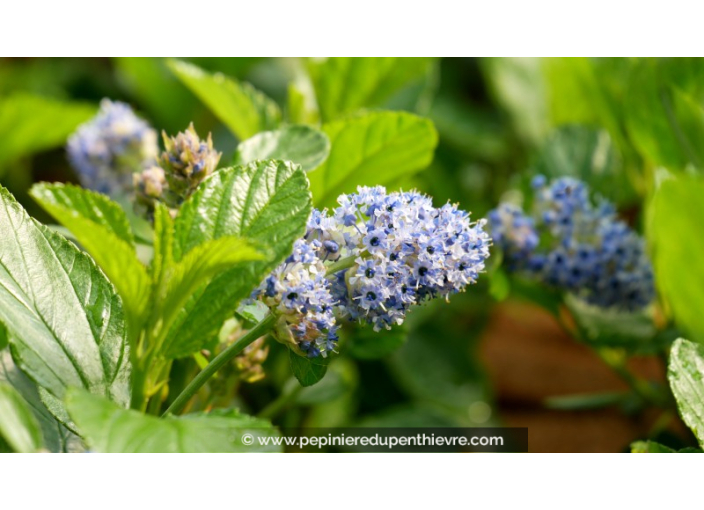 CEANOTHUS arboreus 'Trewithen Blue'
