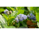 CEANOTHUS arboreus 'Trewithen Blue'