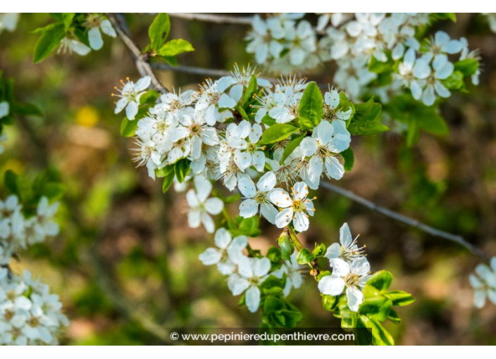 PRUNUS spinosa
