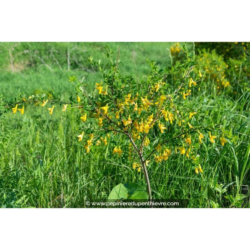 CARAGANA arborescens