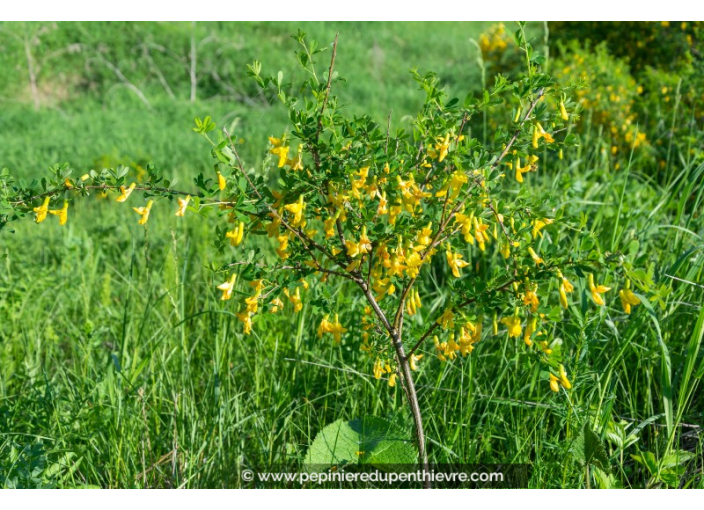 CARAGANA arborescens