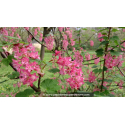 RIBES sanguineum