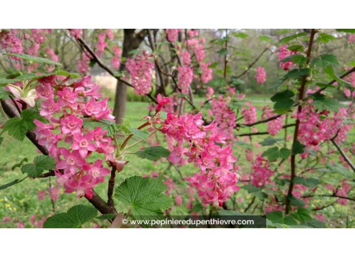 RIBES sanguineum