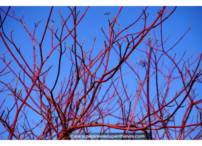 CORNUS alba