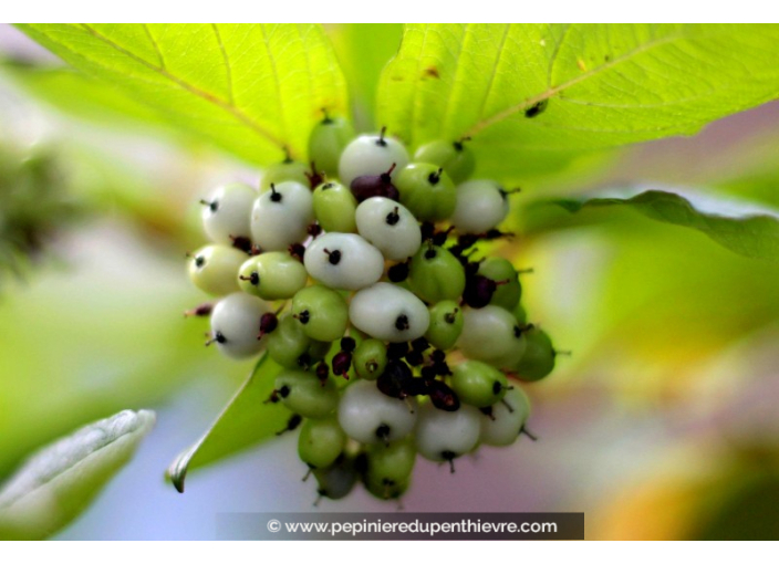 CORNUS alba 'Sibirica'