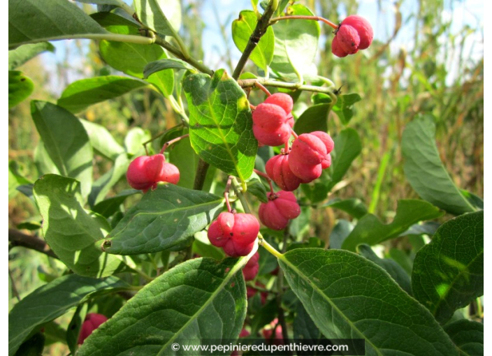 EUONYMUS europaeus EUONYMUS europaeus