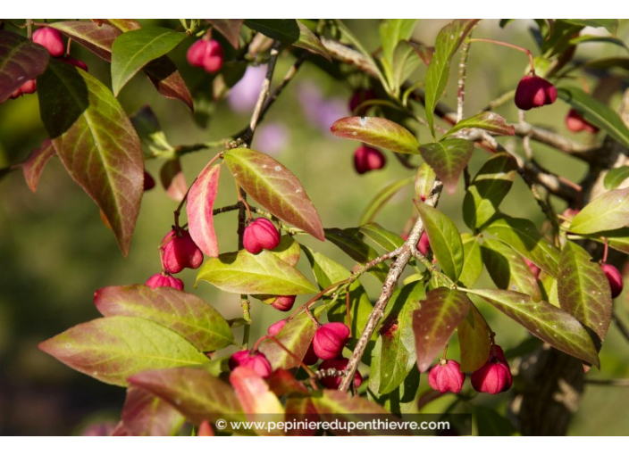 EUONYMUS europaeus EUONYMUS europaeus