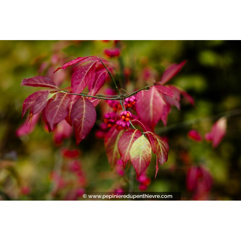 EUONYMUS europaeus