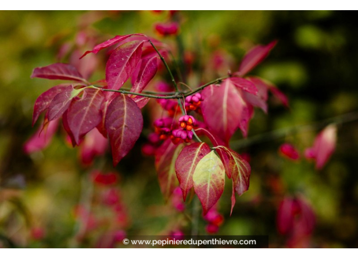 EUONYMUS europaeus