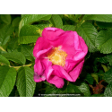 ROSA rugosa