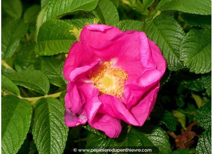 ROSA rugosa