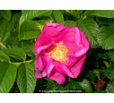 ROSA rugosa
