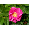 ROSA rugosa