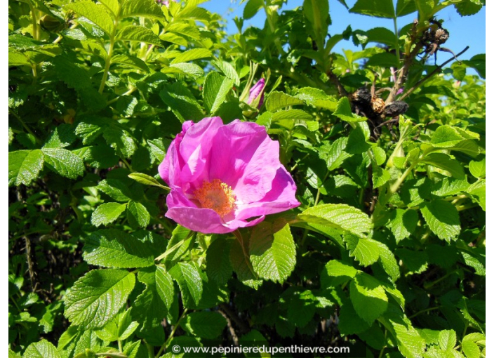 ROSA rugosa
