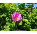 ROSA rugosa