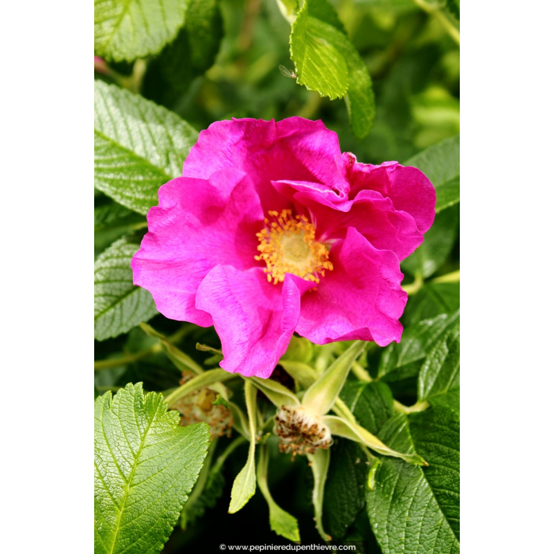 ROSA rugosa 'Rubra'