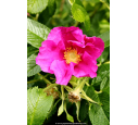 ROSA rugosa 'Rubra'
