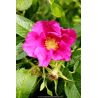 ROSA rugosa \'Rubra\'