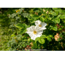ROSA rugosa 'Alba' - Été ROSA rugosa 'Alba' - Été