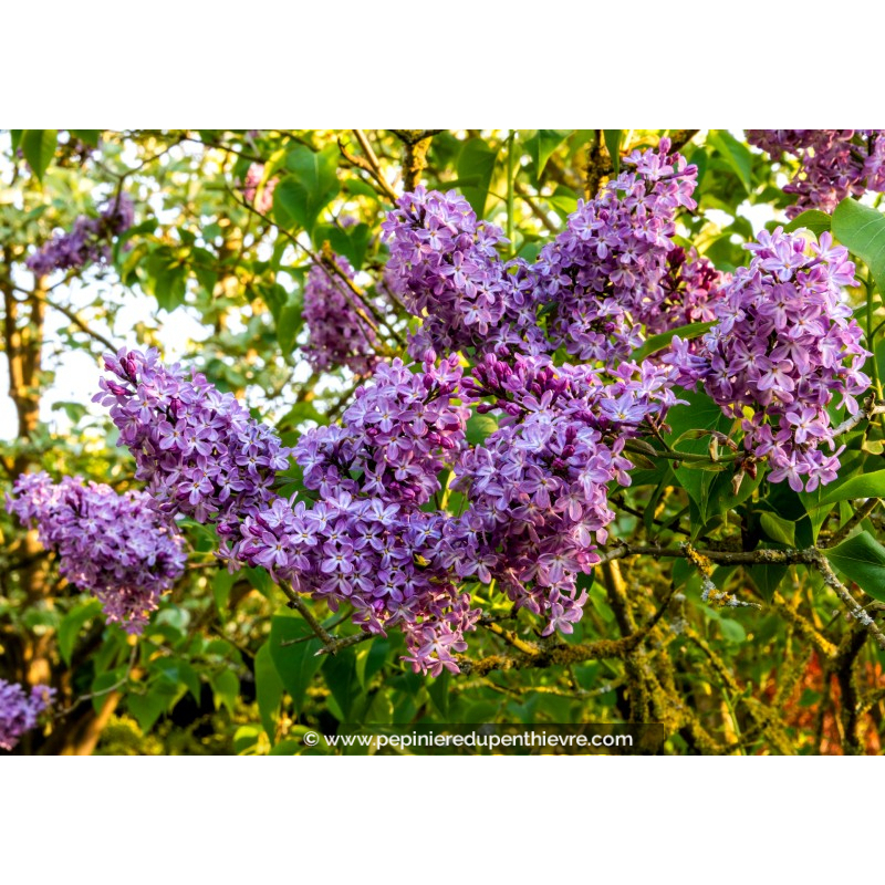 SYRINGA vulgaris 'Katherine Havemeyer'