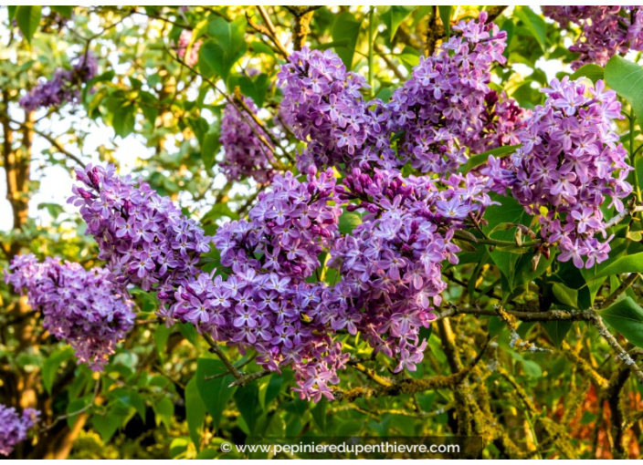 SYRINGA vulgaris 'Katherine Havemeyer'