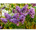 SYRINGA vulgaris 'Katherine Havemeyer' SYRINGA vulgaris 'Katherine Havemeyer'