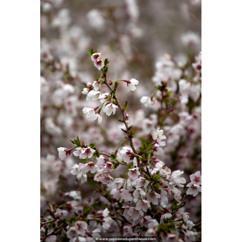 PRUNUS incisa 'Kojo No Mai'