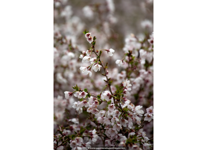 PRUNUS incisa 'Kojo No Mai'