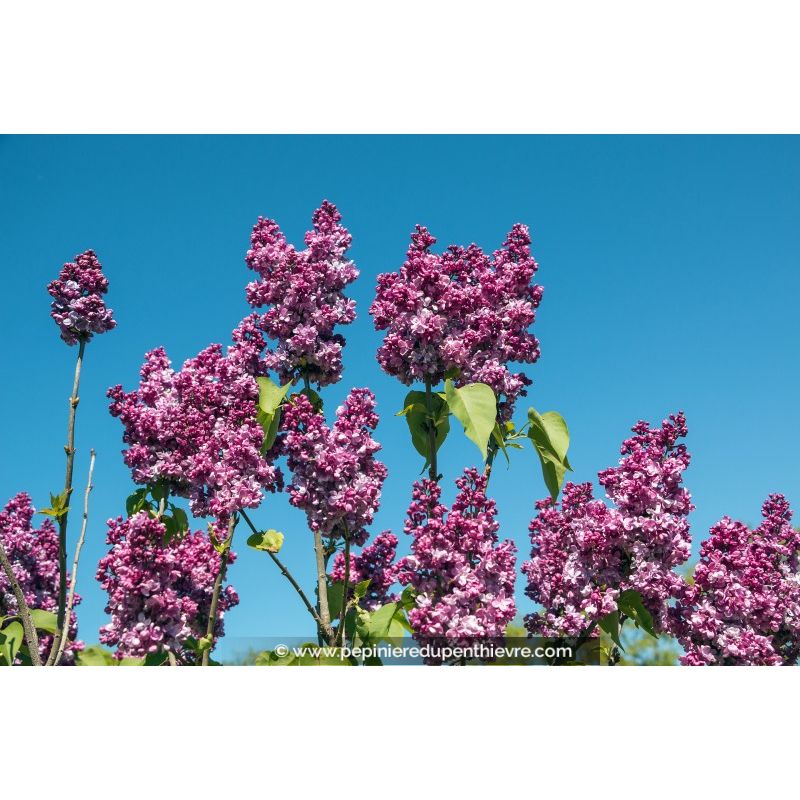 SYRINGA vulgaris 'Prince Wolkonsky'