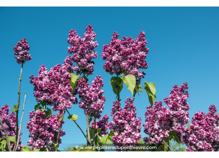 SYRINGA vulgaris 'Prince Wolkonsky'