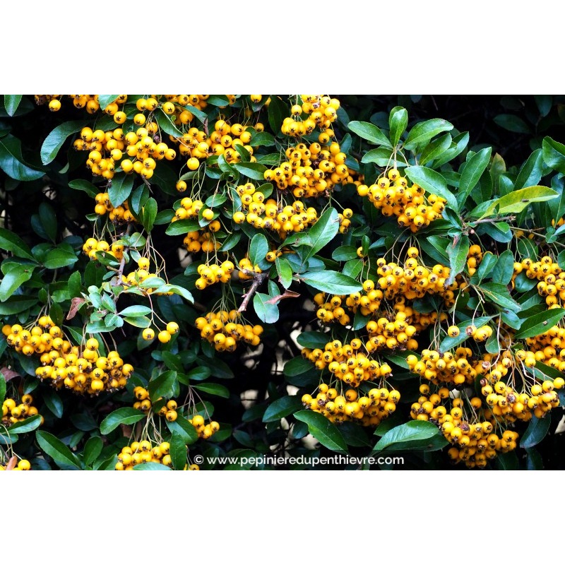 PYRACANTHA 'Saphyr Jaune'®