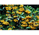 PYRACANTHA 'Saphyr Jaune'®