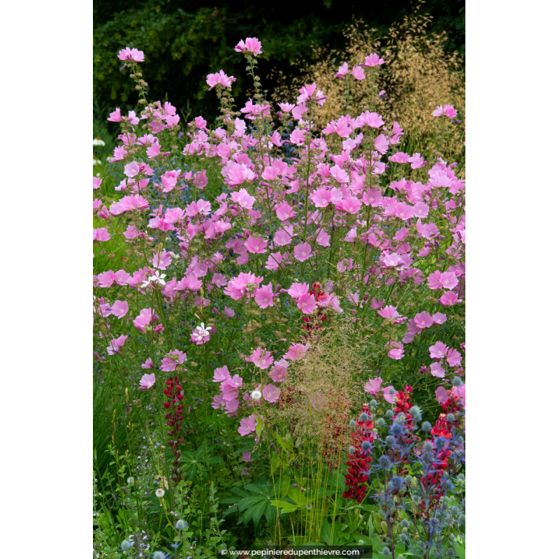 LAVATERA olbia 'Rosea'