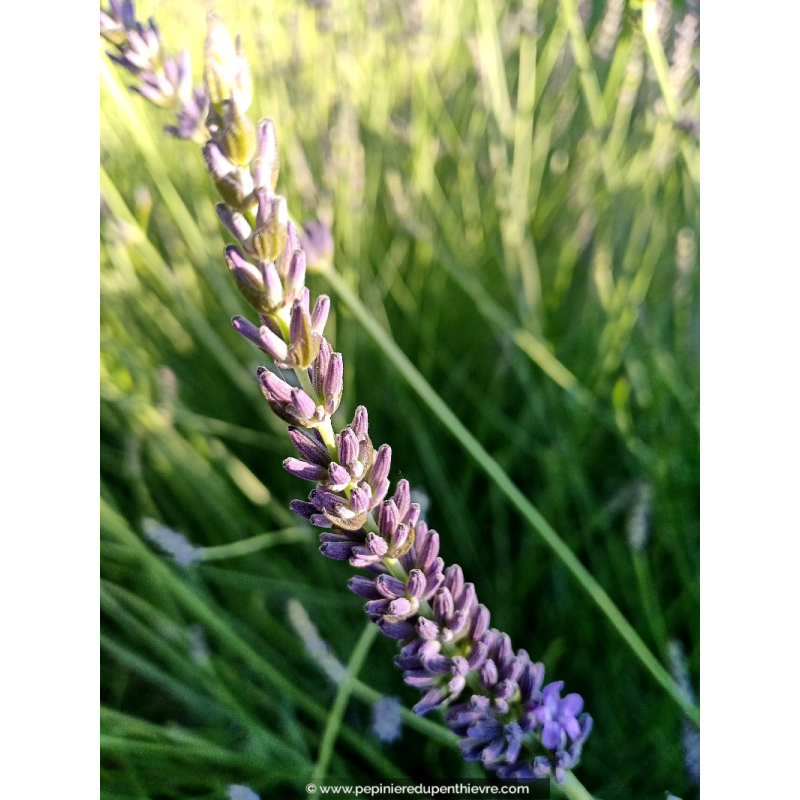 LAVANDULA intermedia 'Dutch Lavender'
