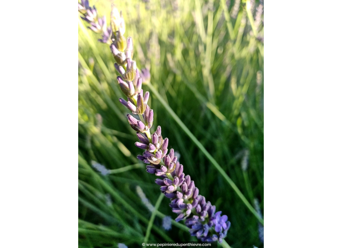 LAVANDULA intermedia 'Dutch Lavender'