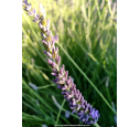 LAVANDULA intermedia 'Dutch Lavender'