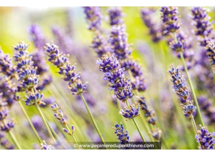 LAVANDULA angustifolia 'Hidcote Blue'