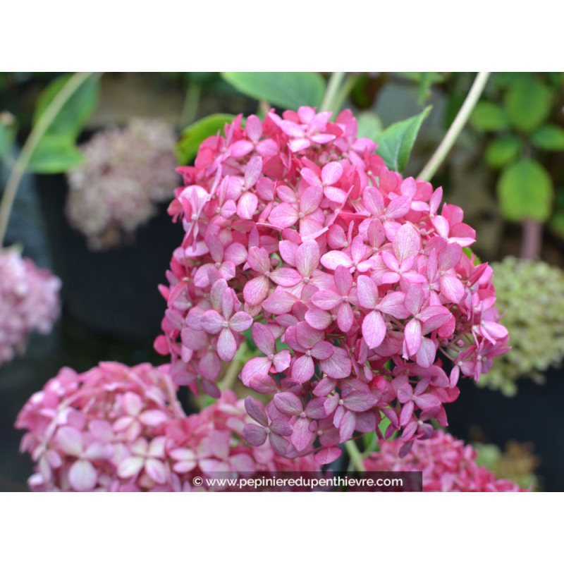 HYDRANGEA arborescens 'Pink Annabelle'