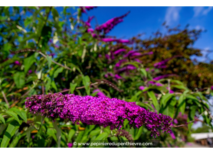 BUDDLEJA 'Nanho Purple'