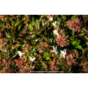 ABELIA grandiflora \'Sherwood\'