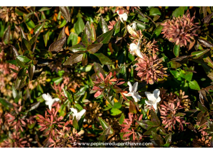 ABELIA grandiflora 'Sherwood'